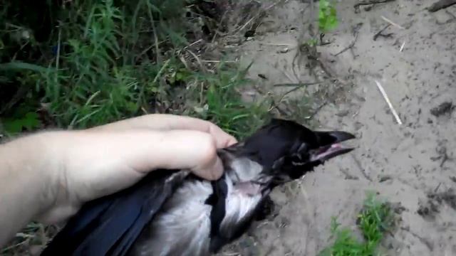 Плавающая ворона. смотреть онлайн