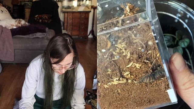 Making TINY TARANTULA Terrariums! Planted Enclosures For Tarantulas Or Scorpions