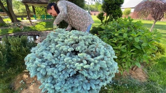 ВРЕМЯ ФОРМИРОВАТЬ ХВОЙНИКИ. Голубая ель смотреть онлайн