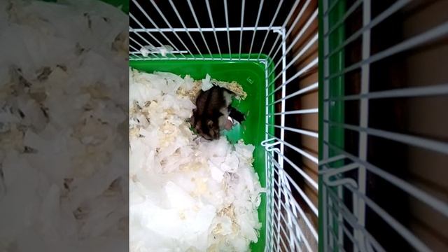 Хомячки смотреть онлайн
