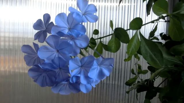 fiore смотреть онлайн