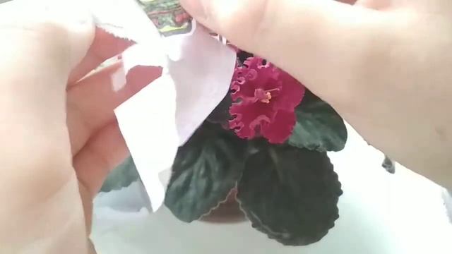 Бумажные сюрпризы| Сюрпризы из бумаги| Коллекция: Еда смотреть онлайн