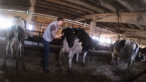 ИСКУСТВЕННОЕ ОСЕМЕНЕНИЕ КОРОВ