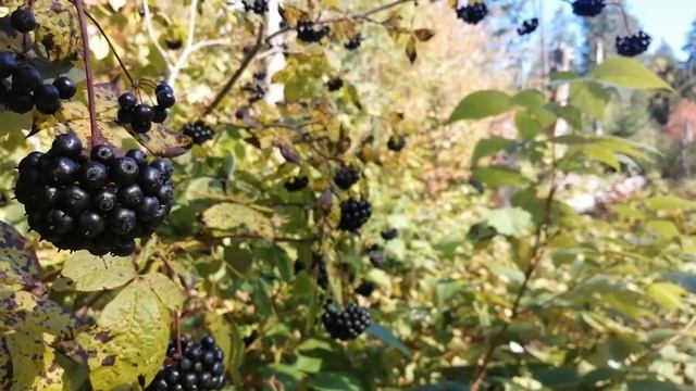 Элеутерококк колючий (Eleutherococcus Senticosus)