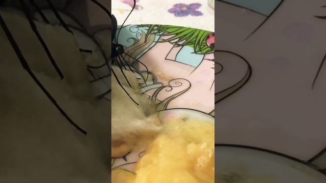 Как питается бабочка дома?Бабочка Птицекрылка Золотая кушает. #бабочка #dance #dancevideo смотреть онлайн