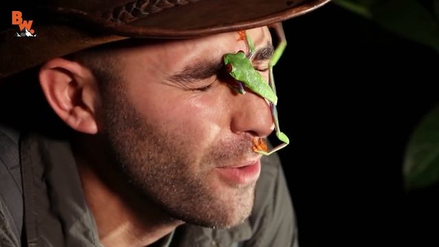 КРАСНОГЛАЗАЯ КВАКША - УДИВИТЕЛЬНАЯ ЛЯГУШКА / Койот Питерсон на русском смотреть онлайн