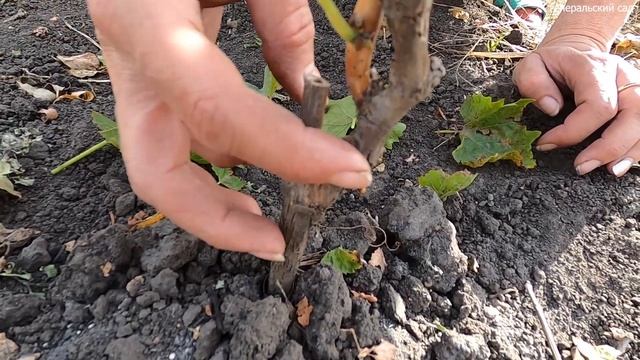 КАК УКРЫТЬ ВИНОГРАД НА ЗИМУ. ОБРЕЗКА ВИНОГРАДА ОСЕНЬЮ. ОТЛИЧНЫЙ РЕЗУЛЬТАТ! смотреть онлайн