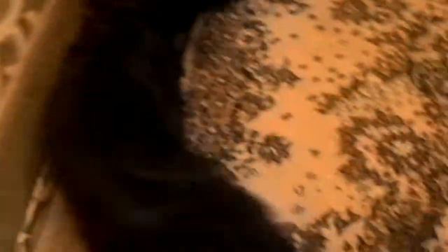 Грей с бантом смотреть онлайн