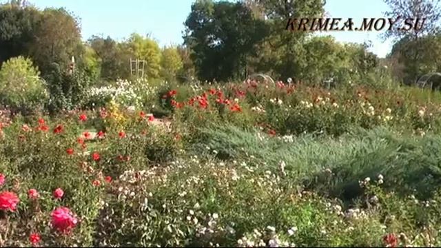 Крым. Симферополь. Ботанический сад ТНУ. смотреть онлайн