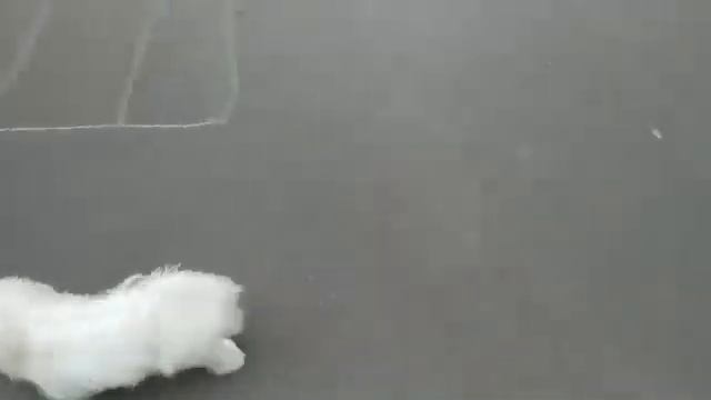 Невероятно красивый щенок мальтезе смотреть онлайн