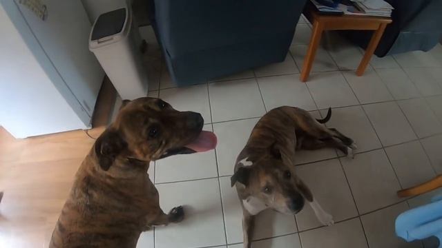 Test dogs 1 смотреть онлайн
