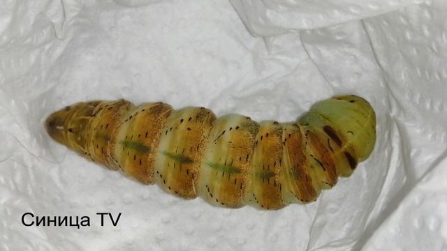 Окукливание гусеницы Табачного бражника в реальном времени смотреть онлайн