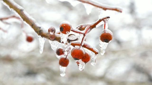 Relaxing Snowfall 5 minutes -Sound of Cello, piano and Falling Snow in Forest смотреть онлайн