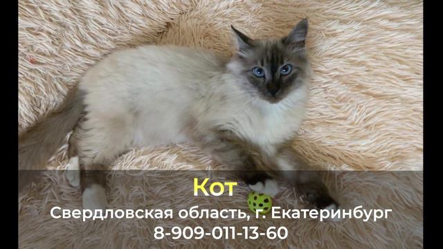 ДОМА ! Кот , Свердловская область , г. Екатеринбург смотреть онлайн