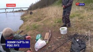Ловим сырть на реке Луге