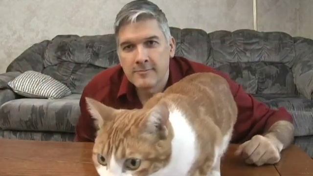 Dupont (Simon) Cat Rescue смотреть онлайн