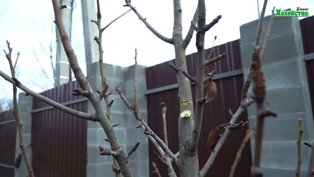 Как обрезать грушу? Дерево с узкой и высокой кроной. смотреть онлайн