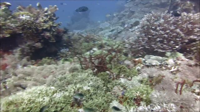 Snorkeling & Diving in Komodo NP 2013 смотреть онлайн