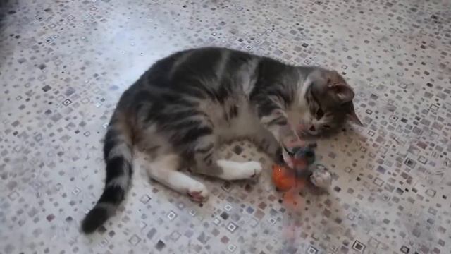 Молодая кошечка окраса Вискас смотреть онлайн