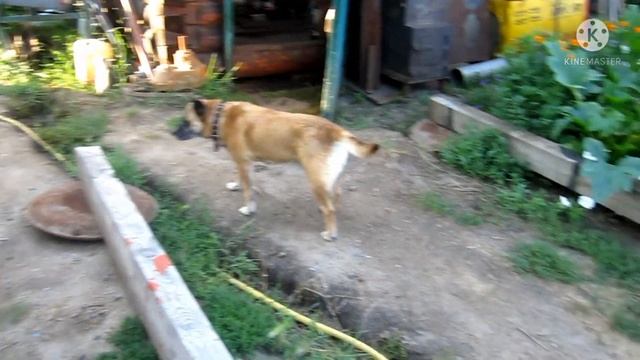 Уложили балки для терассы. Пропитка маслом. смотреть онлайн