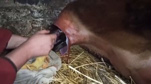 Отёл Бурёнки. Признаки отела. Отёл нетели без монтажа. Первая дойка. Антибрык.