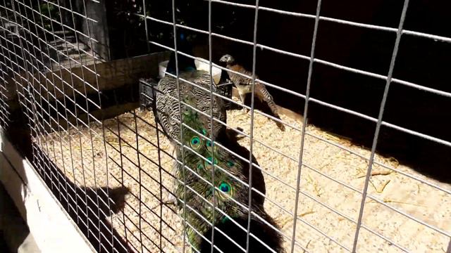 НАТУРАЛИСТИЧЕСКИЙ центр. Зоопарк. ФИГУРКА из Глины. КОЛЕСО ОБОЗРЕНИЯ смотреть онлайн