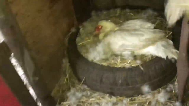 Я Сильно Расстроен 😢/ Мускусные утки опять выводят гусят / Хозяйство увеличивается и растёт смотреть онлайн