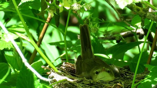 "На гнезде" Зеленая Пересмешка, Icterine Warbler смотреть онлайн