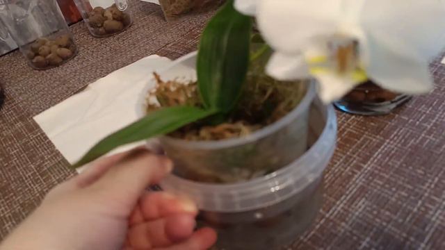 Как чувствуют себя бывшие реанимашки (одна из них спасена от чёрной гнили на шее). смотреть онлайн