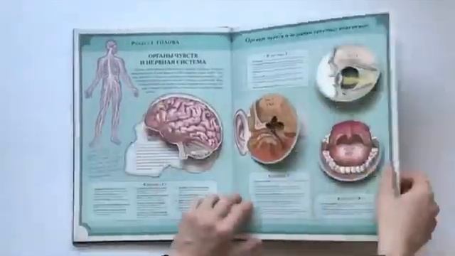 Тело человека. Интерактивная книга-панорама смотреть онлайн