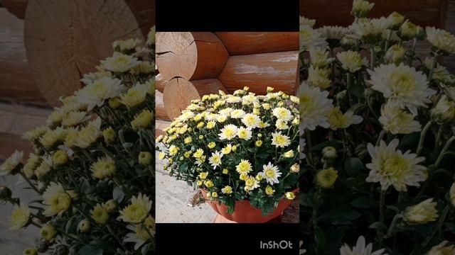 Осеннее настроение