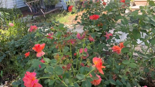 ? Easy Does It // Weeks Roses // Floribunda Rose смотреть онлайн