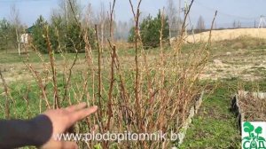 Обрезка, посадка малины и малины ремонтантной.