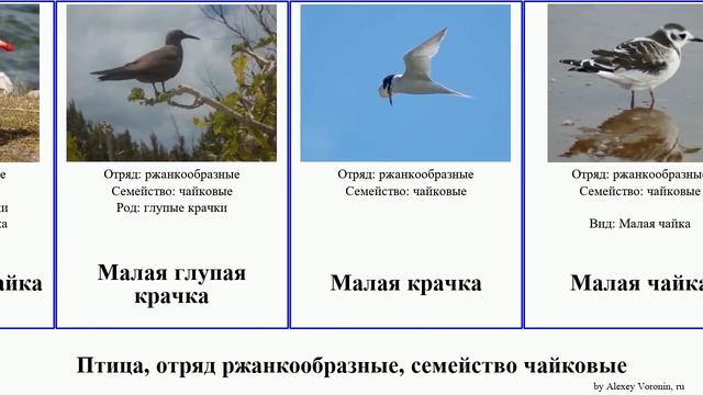 Птица, отряд ржанкообразные, семейство чайковые крачка чайка birds Малая Серая глупая водорез смотреть онлайн