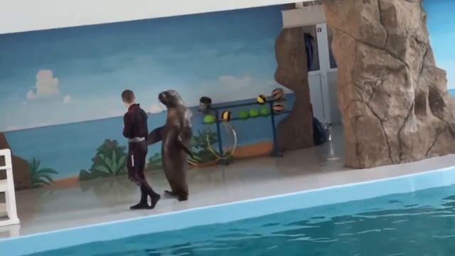 Дельфинарий выступление морского льва смотреть онлайн