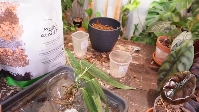 potting ANTHURIUM into no drainage glass and trying new AROID SOIL смотреть онлайн