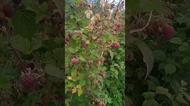 Малина Гусар, сезон 2023 смотреть онлайн