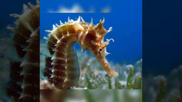 Light language invocation to Seahorse spirit guide with angelic symbol смотреть онлайн