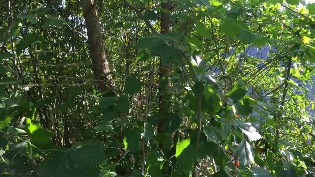 Платан который не растёт в Подмосковье смотреть онлайн