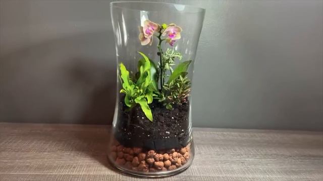 L'ascension de Ma Nouvelle Mante de Compagnie смотреть онлайн