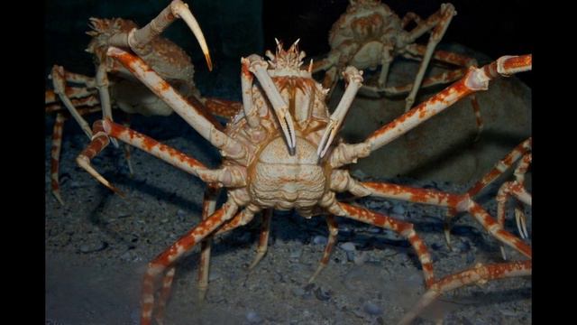 Японский Краб Паук | Самый Большой Краб