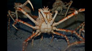 Японский Краб Паук | Самый Большой Краб