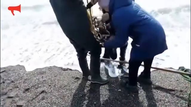 Море мойвы в море смотреть онлайн