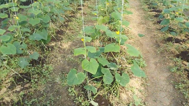 Питомник Победитель Краснодарский край