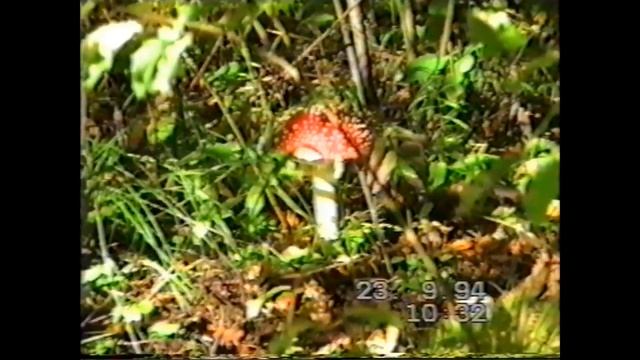 ГРИБЫ ТАРТУ смотреть онлайн