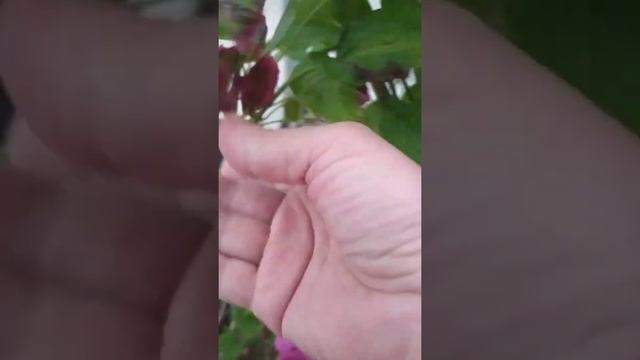 Клематис "Ред Стар" смотреть онлайн