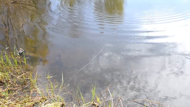 Чем хорош воблер Rapala Shadow Rap Shad? смотреть онлайн