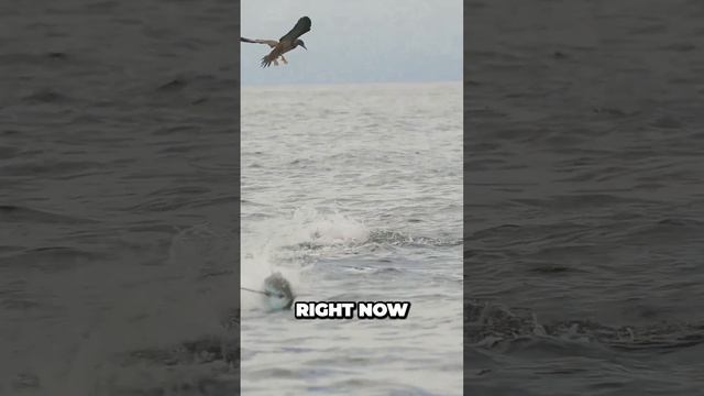 Exciting Dolphin Encounter Epic Tuna Catch at Jallapent смотреть онлайн