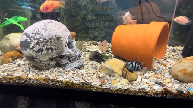 BAD Convict Cichlid Tank Mates - Top 3 WORST Tank Mates For Your Convict Cichlid смотреть онлайн