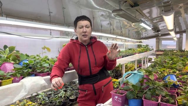 Два способа зимовки малышей крупнолистных гортензии. Или убираем в подвал. смотреть онлайн